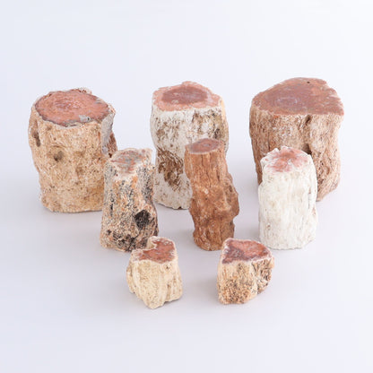 Petrified Wood Cut Bases Set of 8 - Expert Wholesale and Supplier of Wholesale Crystals & Bulk Gemstones, ["Cut Base","Petrified Wood"]