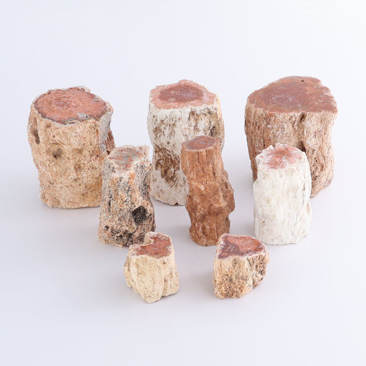 Petrified Wood Cut Bases Set of 8