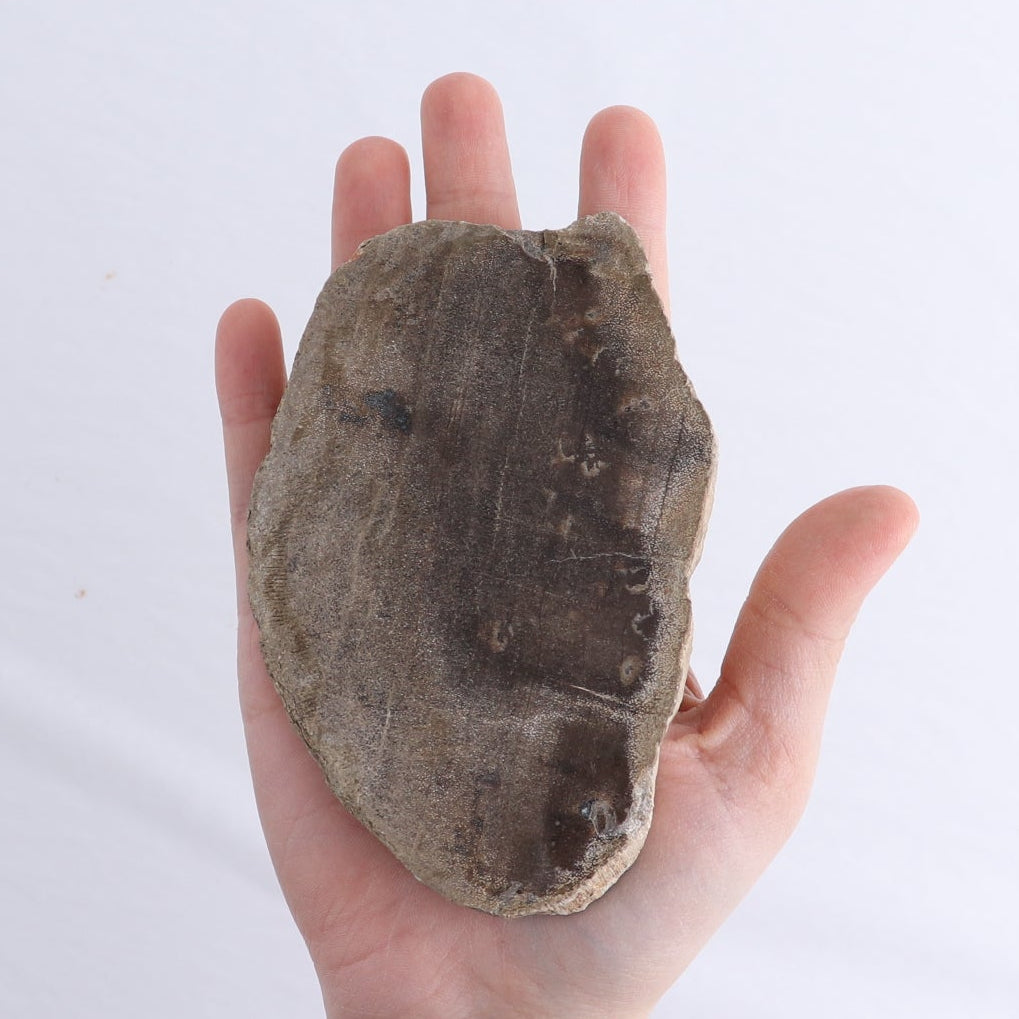 Petrified Wood Slices & Slabs Set of 4