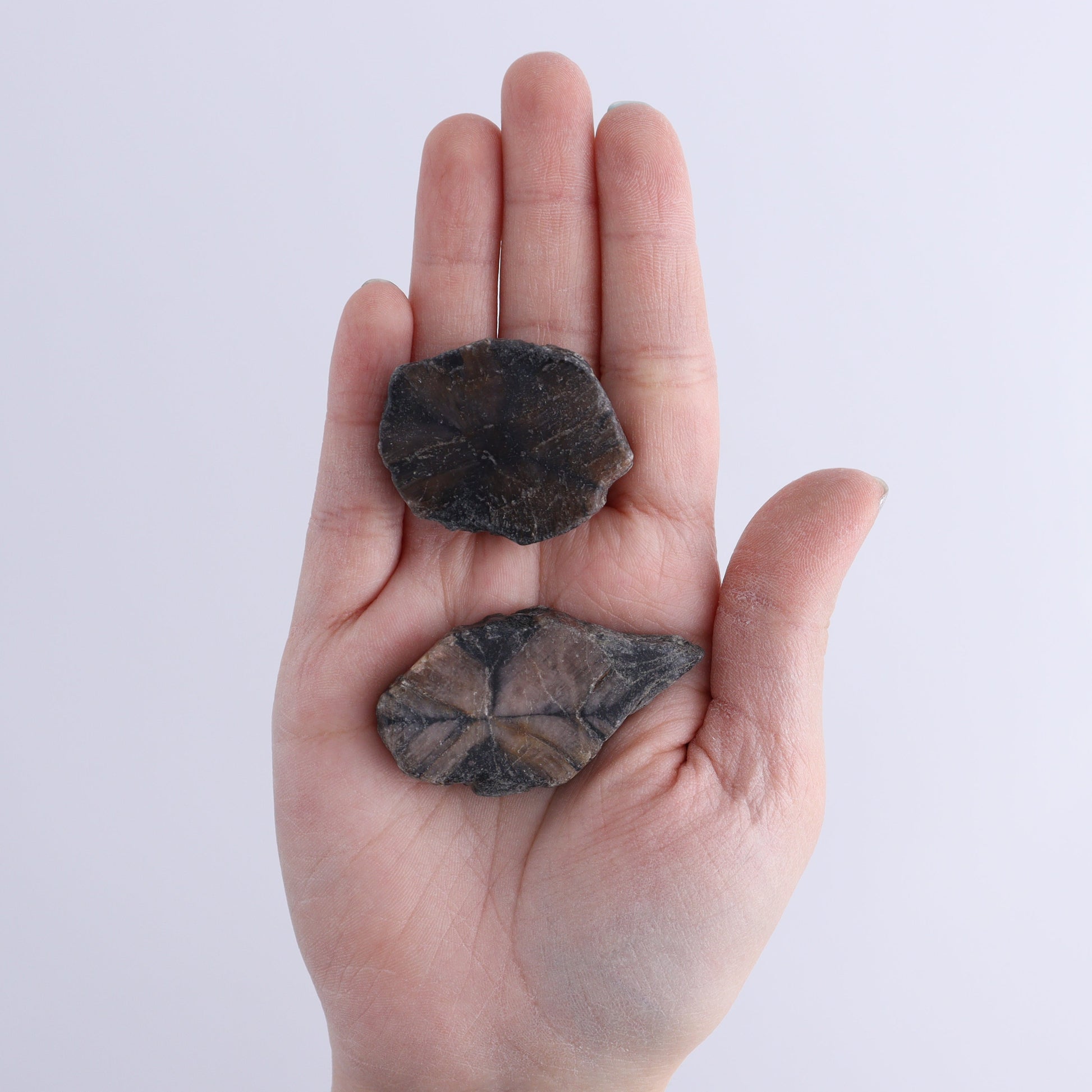 Chiastolite Flat of 24 - Expert Wholesale and Supplier of Wholesale Crystals & Bulk Gemstones, ["chiastolite","China","flat","Flats"]