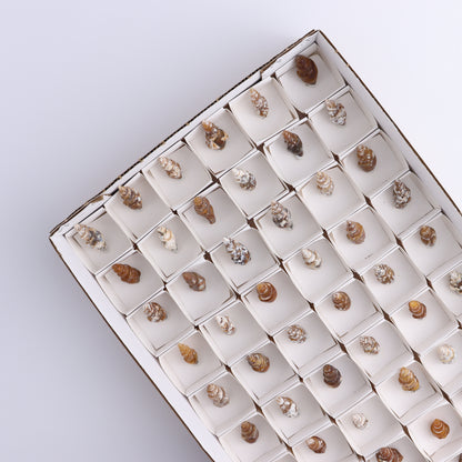 Agate-Replaced Shells Flat of 54 - Expert Wholesale and Supplier of Wholesale Crystals & Bulk Gemstones, ["Agate","Agate Shells","Morocco","shell","shells"]