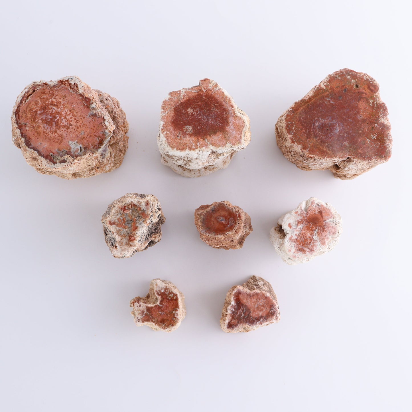 Petrified Wood Cut Bases Set of 8 - Expert Wholesale and Supplier of Wholesale Crystals & Bulk Gemstones, ["Cut Base","Petrified Wood"]