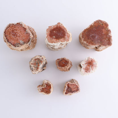 Petrified Wood Cut Bases Set of 8 - Expert Wholesale and Supplier of Wholesale Crystals & Bulk Gemstones, ["Cut Base","Petrified Wood"]