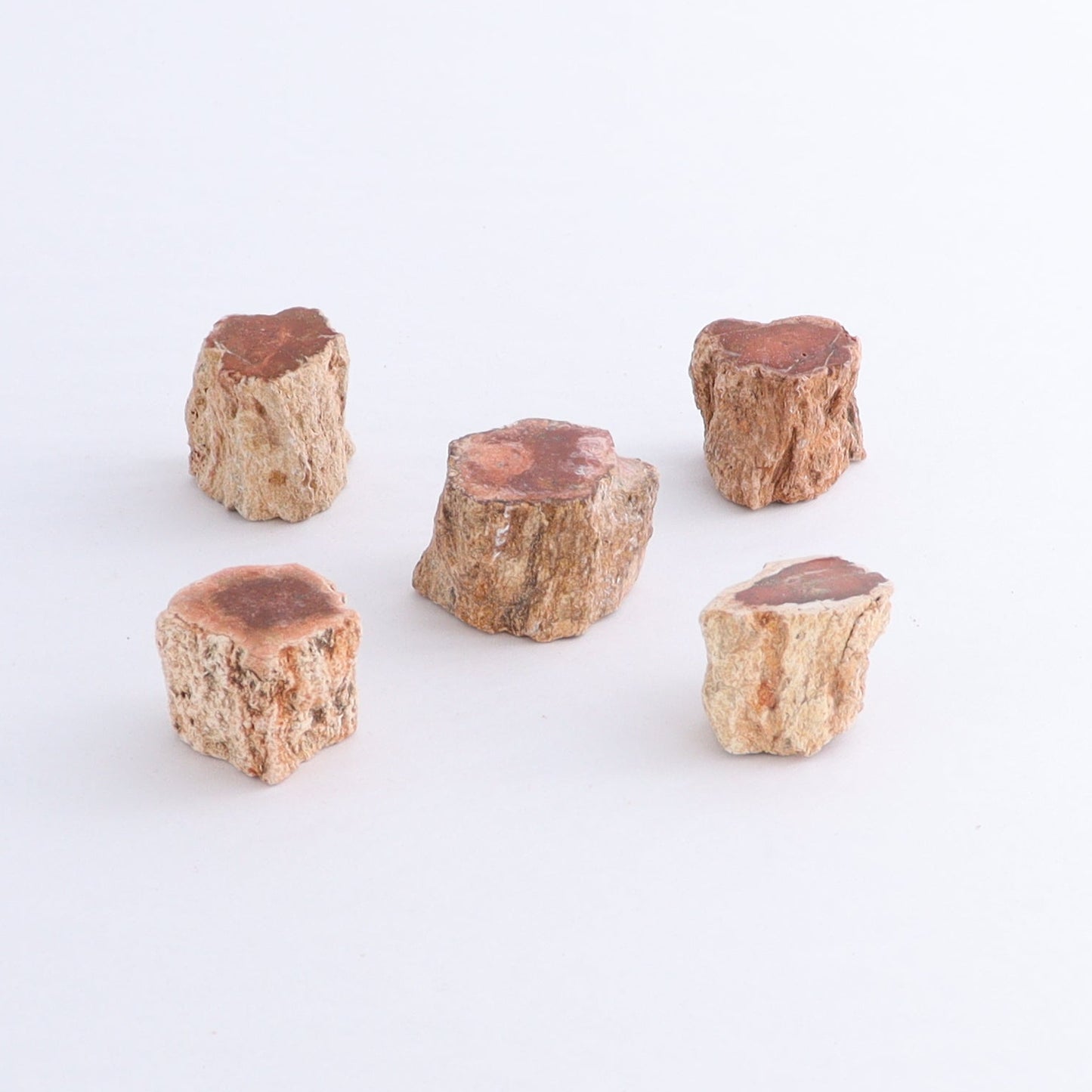 Petrified Wood Cut Bases Set of 30 - Expert Wholesale and Supplier of Wholesale Crystals & Bulk Gemstones, ["Cut Base","Petrified Wood"]