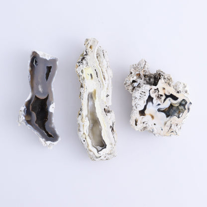 Agatized Coral Flat - Expert Wholesale and Supplier of Wholesale Crystals & Bulk Gemstones, ["Agate","Agatized Coral","Coral","United States"]