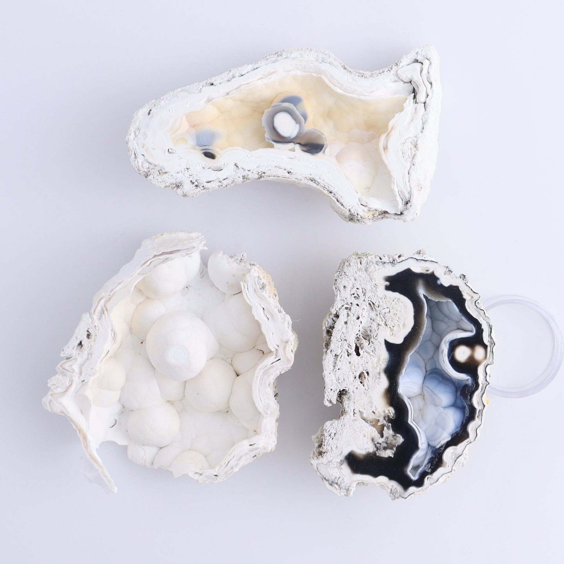 Agatized Coral Flat - Expert Wholesale and Supplier of Wholesale Crystals & Bulk Gemstones, ["Agate","Agatized Coral","Coral","United States"]