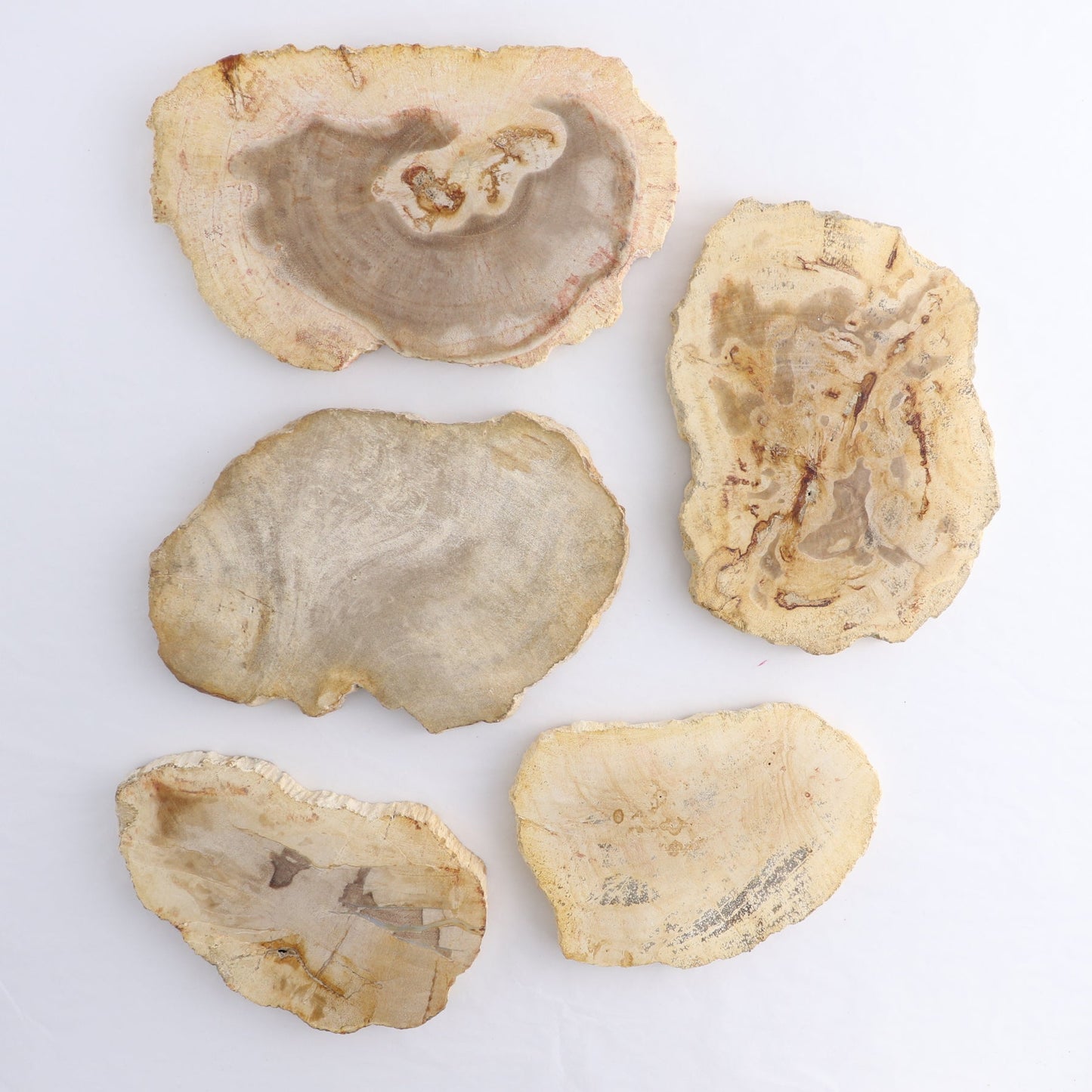 Petrified Wood Slices & Slabs Set of 5