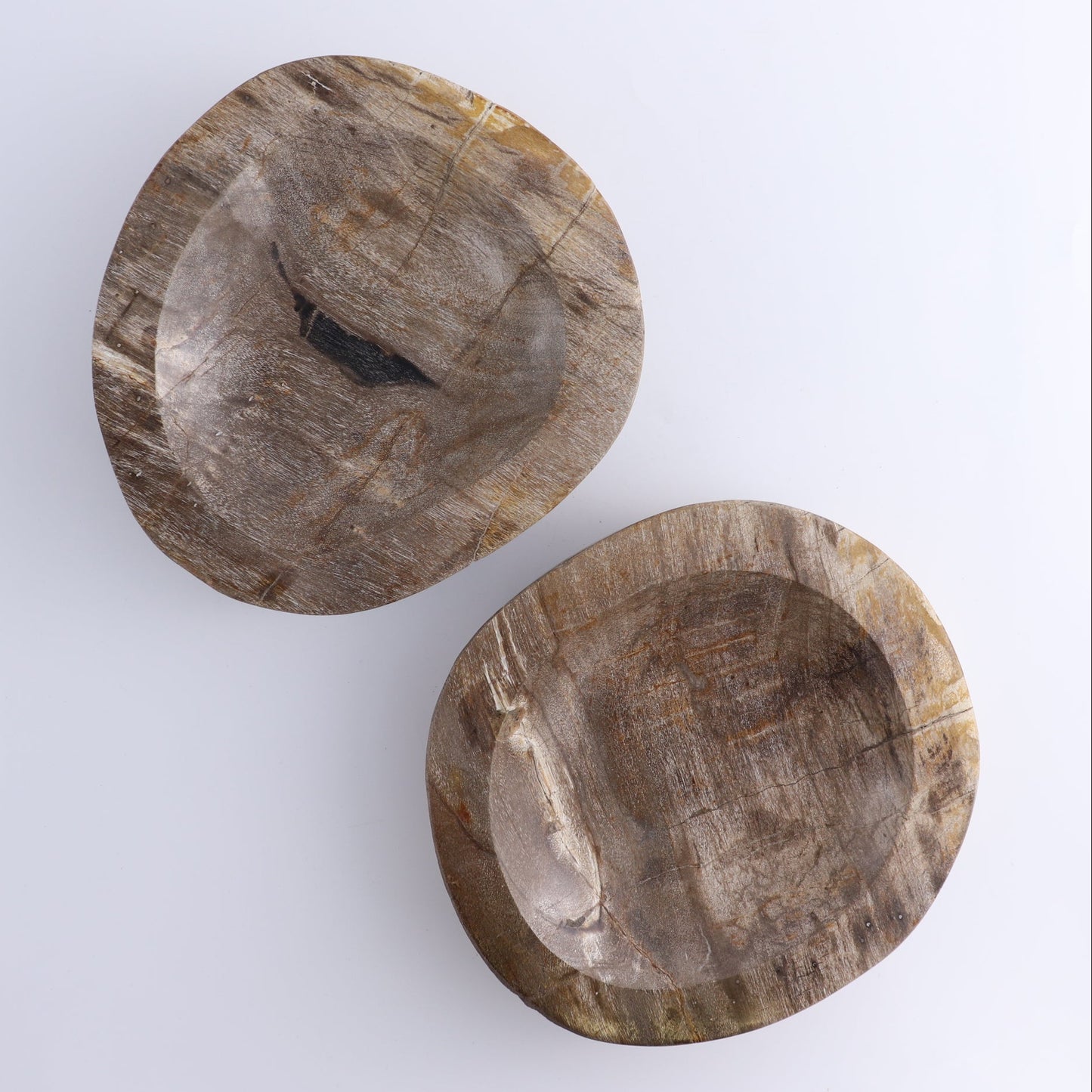 One Large Petrified Wood Brown Polished Bowl