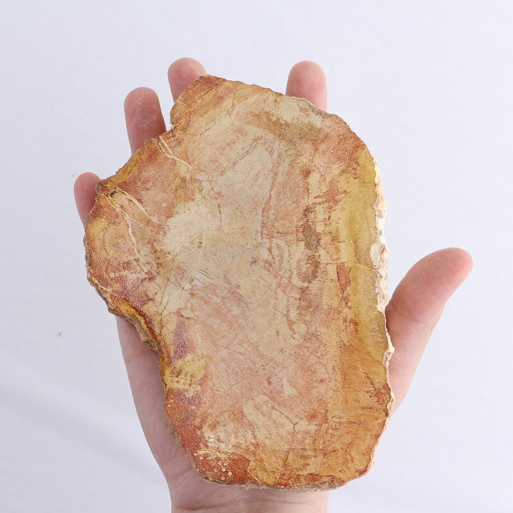 Petrified Wood Slices & Slabs Set of 4
