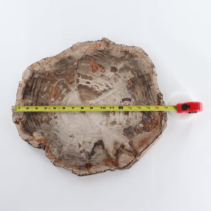 Petrified Wood Slab