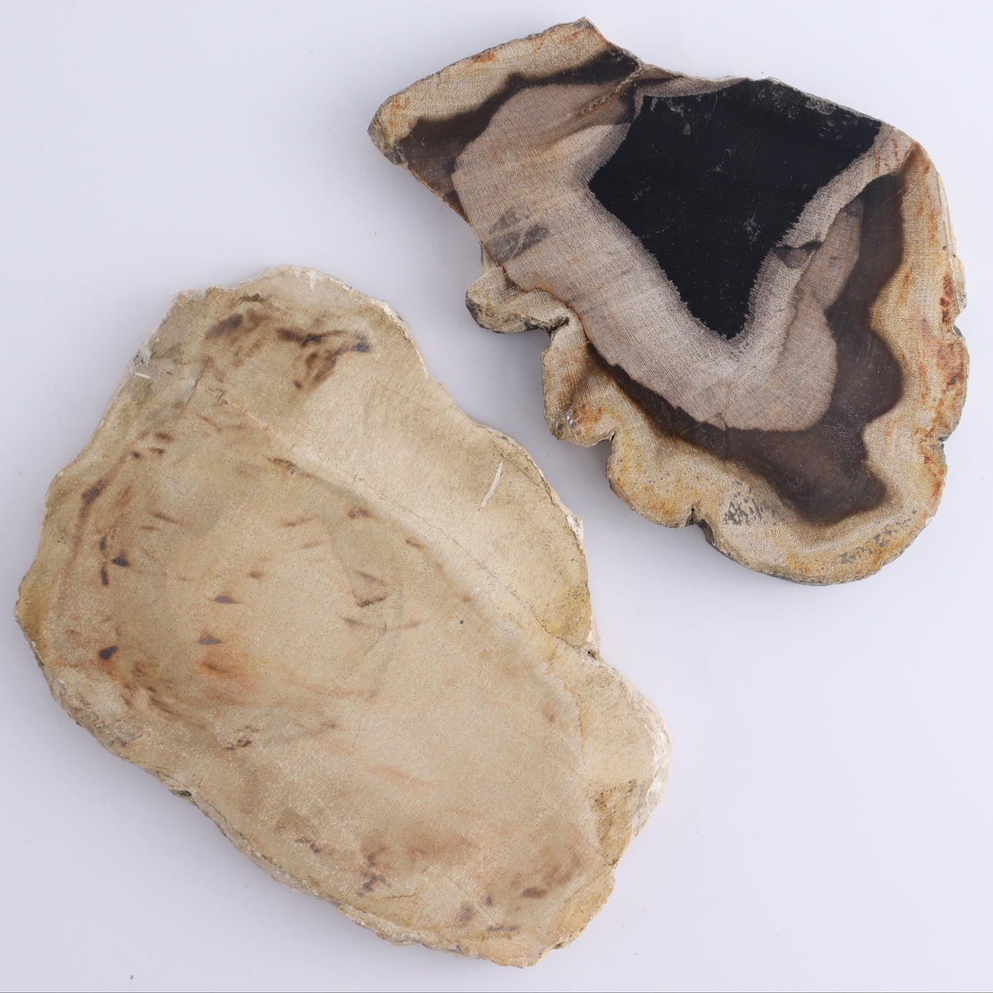 Petrified Wood Slices & Slabs Set of 5 - Expert Wholesale and Supplier of Wholesale Crystals & Bulk Gemstones, ["Freeforms","Indonesia","Petrified Wood","Slices and Slabs"]