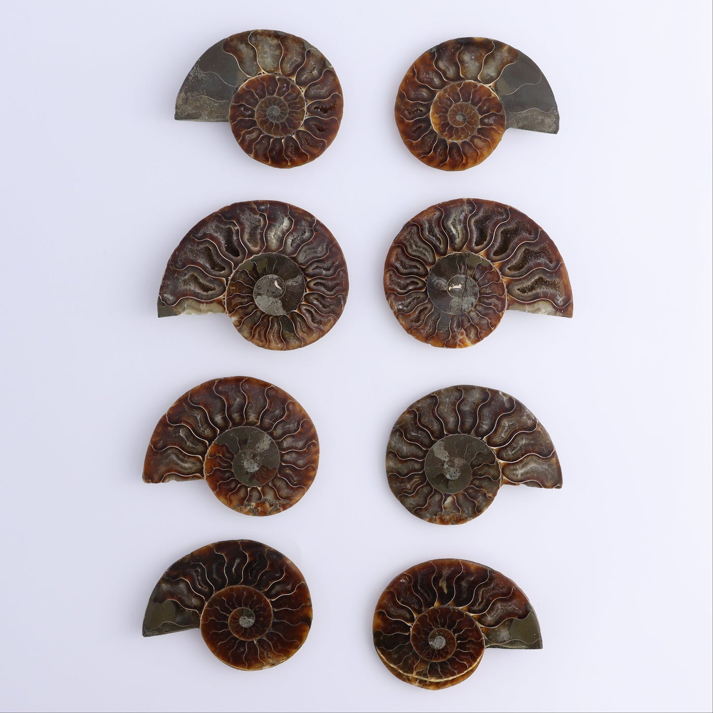 Ammonite Shells Set of 8 - Expert Wholesale and Supplier of Wholesale Crystals & Bulk Gemstones, ["Ammonite","Madagascar","shells"]