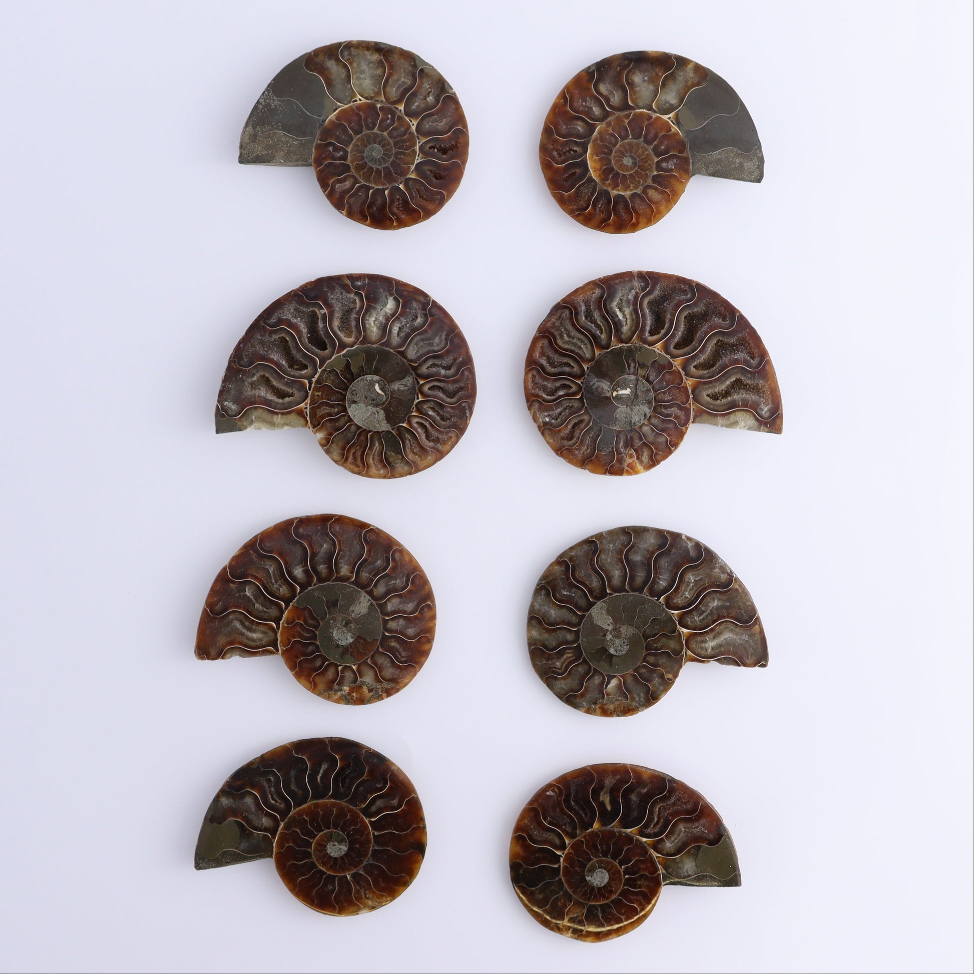 Ammonite Shells Set of 8 - Expert Wholesale and Supplier of Wholesale Crystals & Bulk Gemstones, ["Ammonite","Madagascar","shells"]