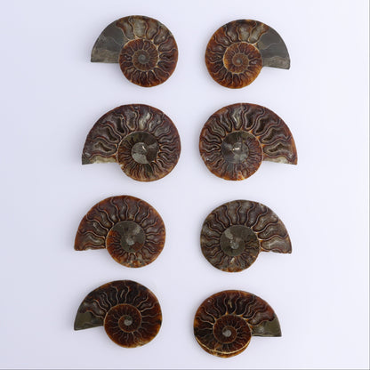 Ammonite Shells Set of 8 - Expert Wholesale and Supplier of Wholesale Crystals & Bulk Gemstones, ["Ammonite","Madagascar","shells"]