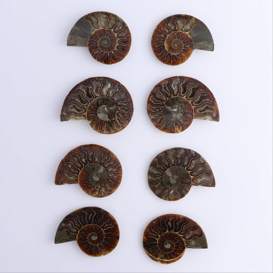 Ammonite Shells Set of 8 - Expert Wholesale and Supplier of Wholesale Crystals & Bulk Gemstones, ["Ammonite","Madagascar","shells"]
