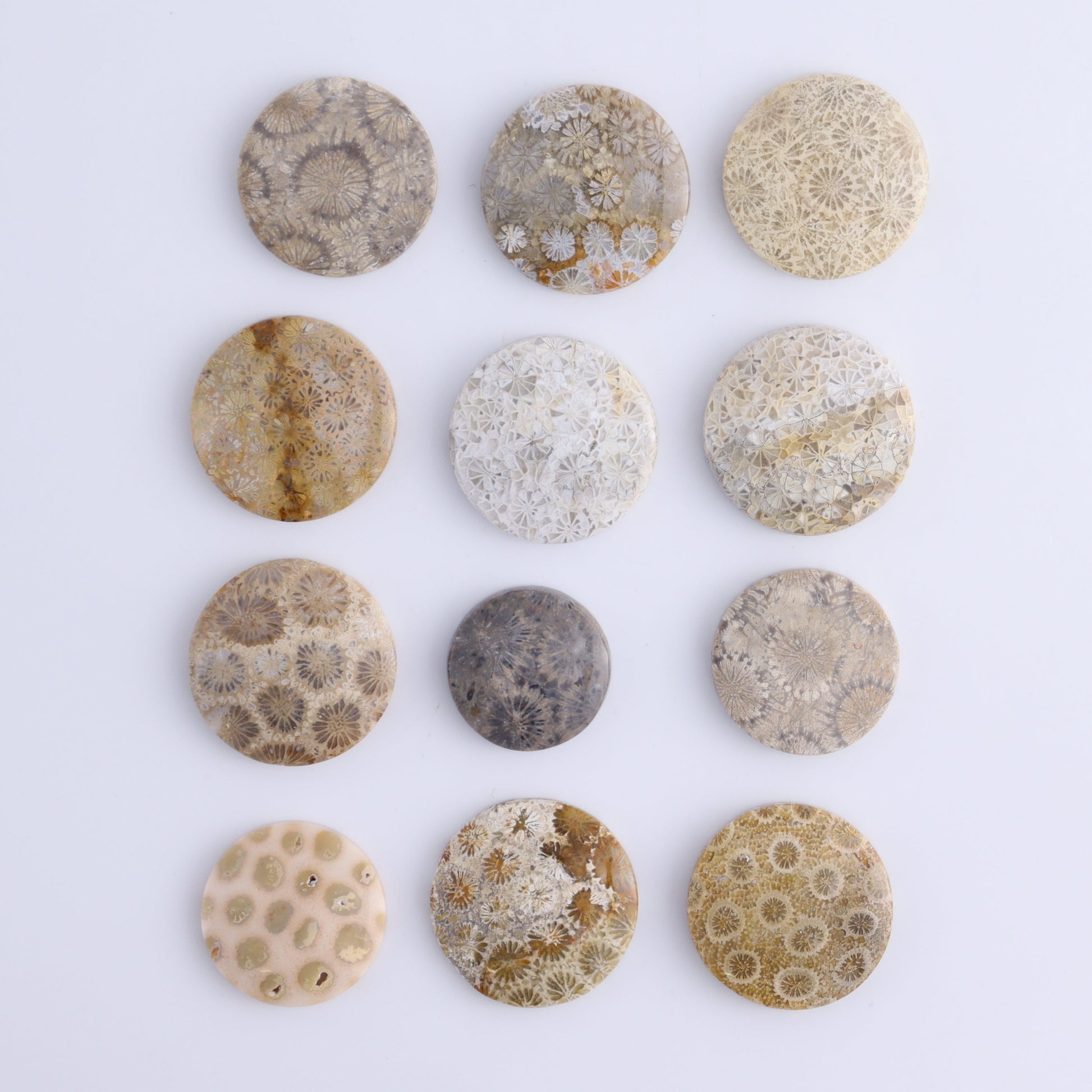 One Fossil Coral Round Cab - Expert Wholesale and Supplier of Wholesale Crystals & Bulk Gemstones, ["Cabs","fossil coral","Round"]