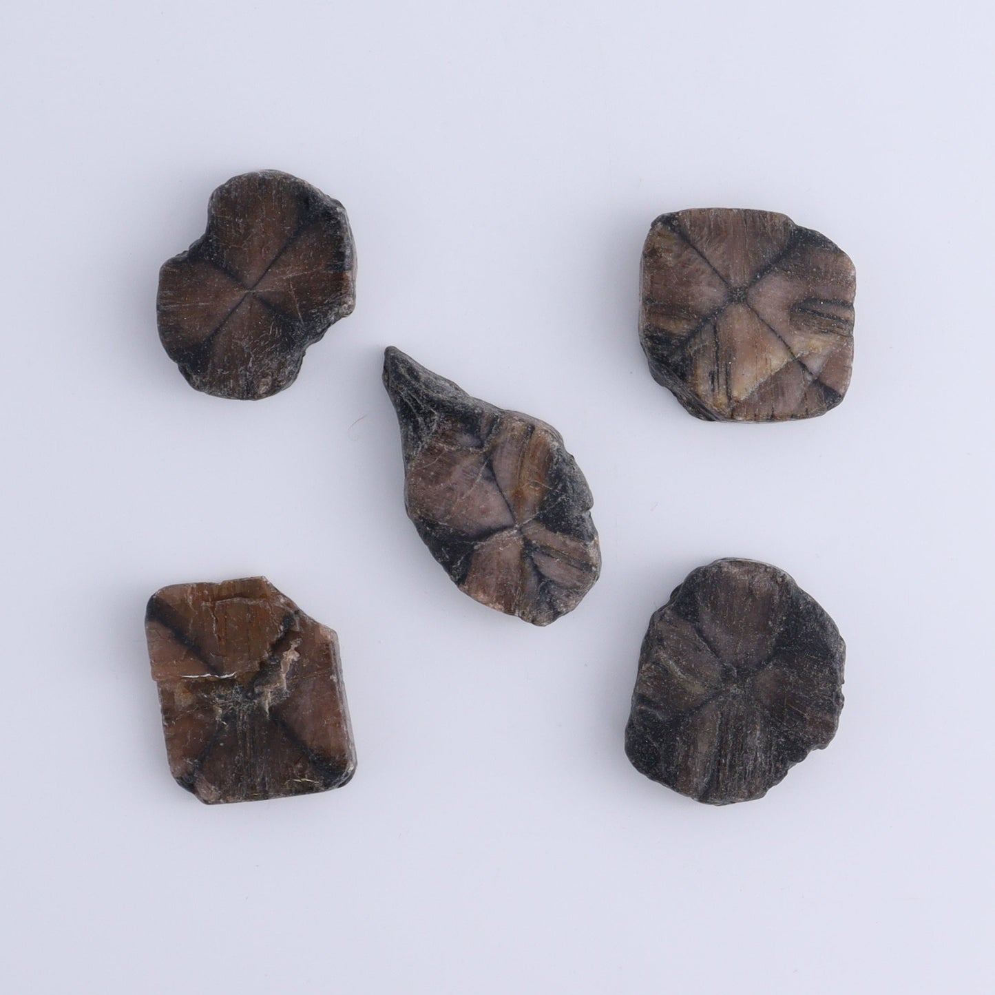 Chiastolite Flat of 24 - Expert Wholesale and Supplier of Wholesale Crystals & Bulk Gemstones, ["chiastolite","China","flat","Flats"]