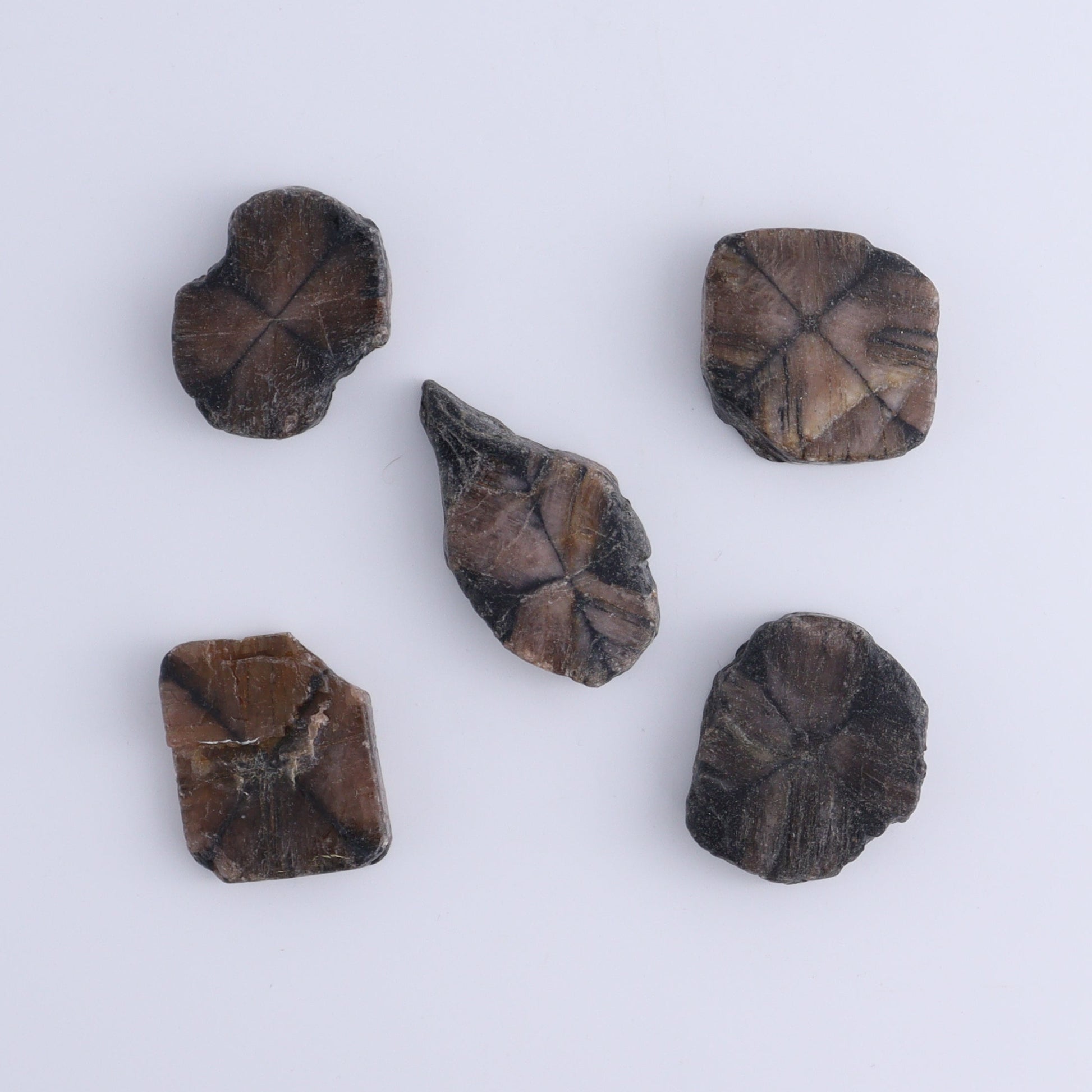 Chiastolite Flat of 24 - Expert Wholesale and Supplier of Wholesale Crystals & Bulk Gemstones, ["chiastolite","China","flat","Flats"]