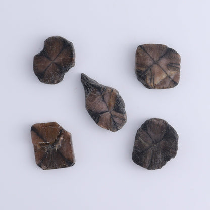 Chiastolite Flat of 24 - Expert Wholesale and Supplier of Wholesale Crystals & Bulk Gemstones, ["chiastolite","China","flat","Flats"]