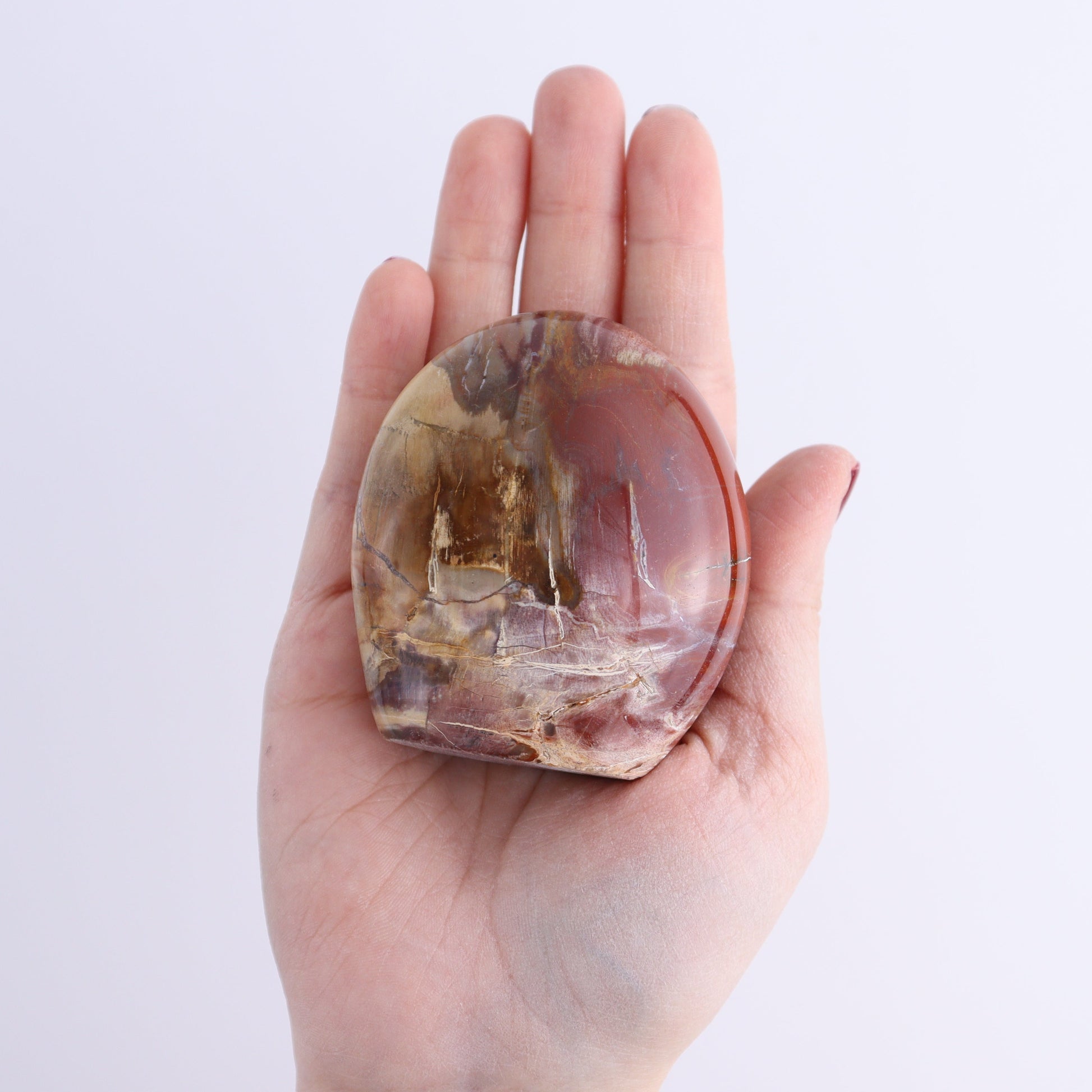 Petrified Wood Freeforms Set of 5 - Expert Wholesale and Supplier of Wholesale Crystals & Bulk Gemstones, ["Freeform","Freeforms","Madagascar","Petrified Wood"]