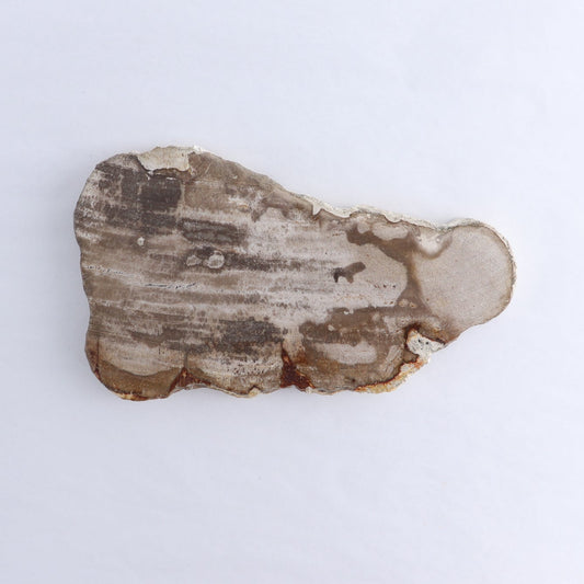 Petrified Wood Slices & Slabs Set of 3
