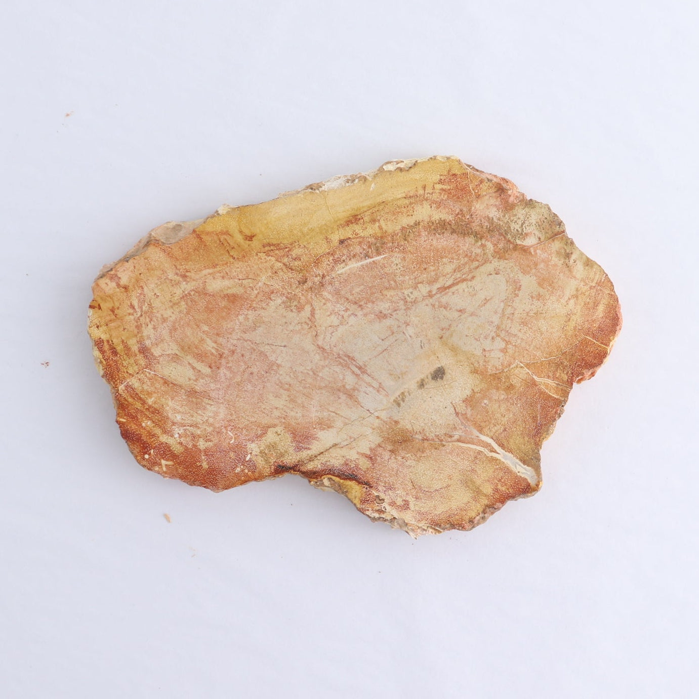 Petrified Wood Slices & Slabs Set of 4