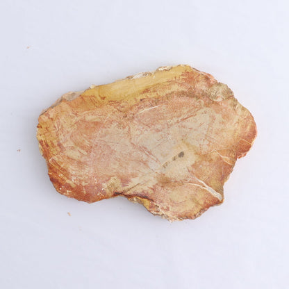 Petrified Wood Slices & Slabs Set of 4
