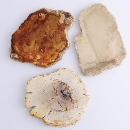 Petrified Wood Slices & Slabs Set of 5 - Expert Wholesale and Supplier of Wholesale Crystals & Bulk Gemstones, ["Freeforms","Indonesia","Petrified Wood","Slices and Slabs"]