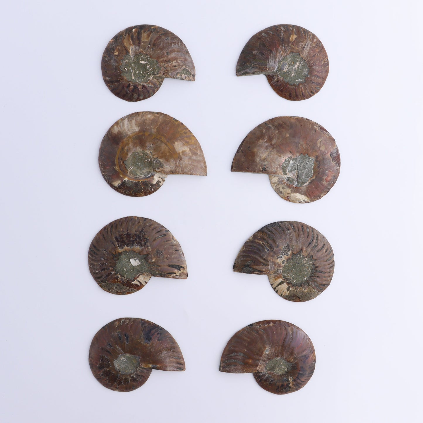 Ammonite Shells Set of 8 - Expert Wholesale and Supplier of Wholesale Crystals & Bulk Gemstones, ["Ammonite","Madagascar","shells"]