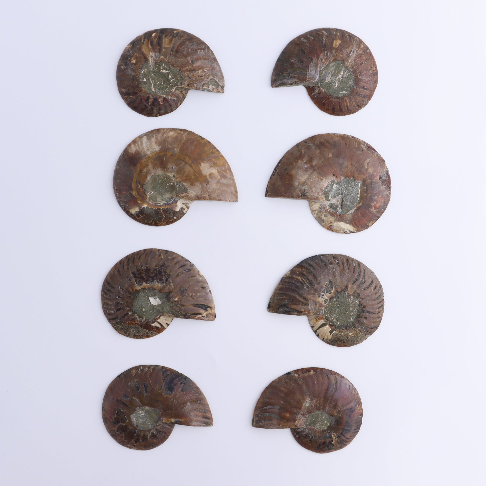 Ammonite Shells Set of 8 - Expert Wholesale and Supplier of Wholesale Crystals & Bulk Gemstones, ["Ammonite","Madagascar","shells"]