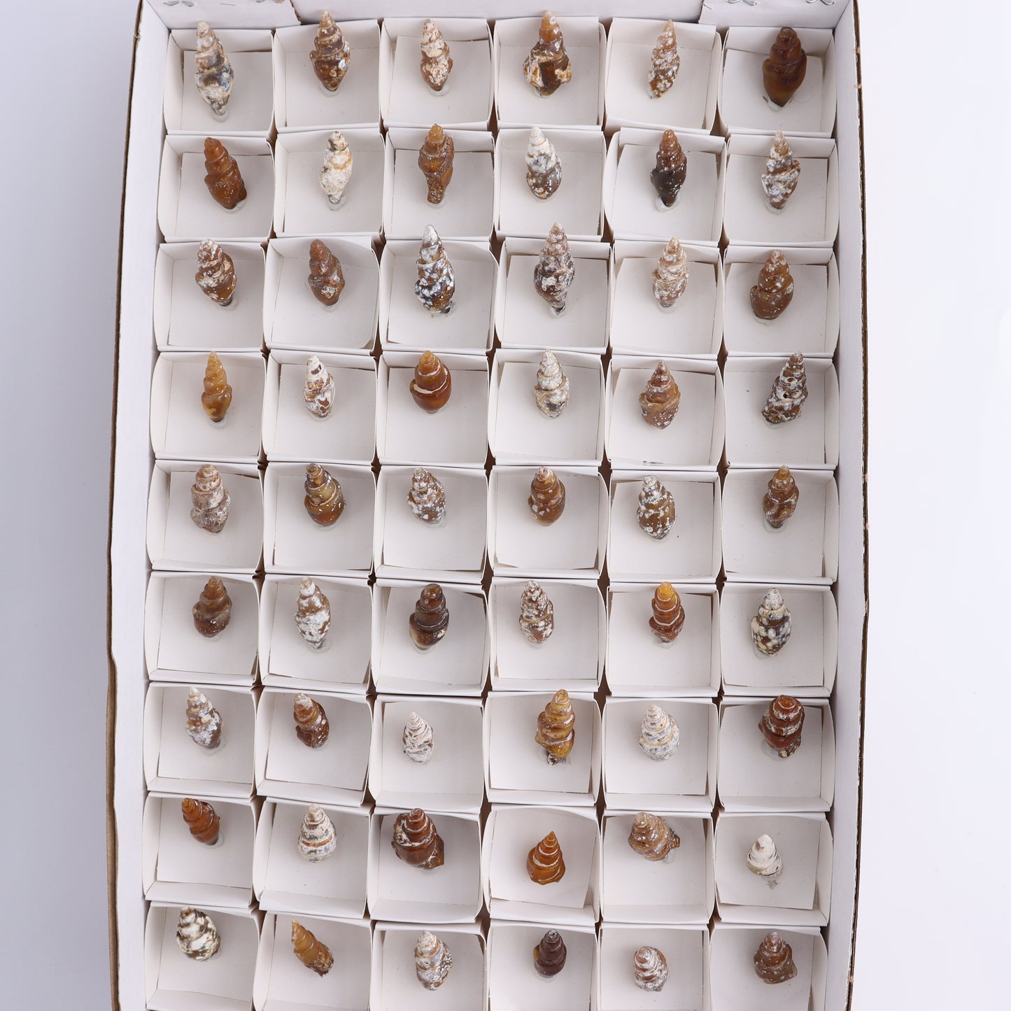 Agate-Replaced Shells Flat of 54 - Expert Wholesale and Supplier of Wholesale Crystals & Bulk Gemstones, ["Agate","Agate Shells","Morocco","shell","shells"]