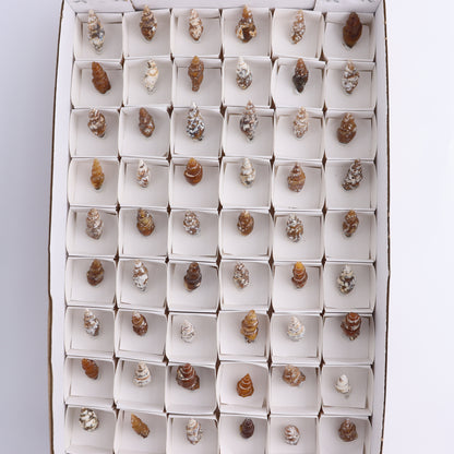 Agate-Replaced Shells Flat of 54 - Expert Wholesale and Supplier of Wholesale Crystals & Bulk Gemstones, ["Agate","Agate Shells","Morocco","shell","shells"]