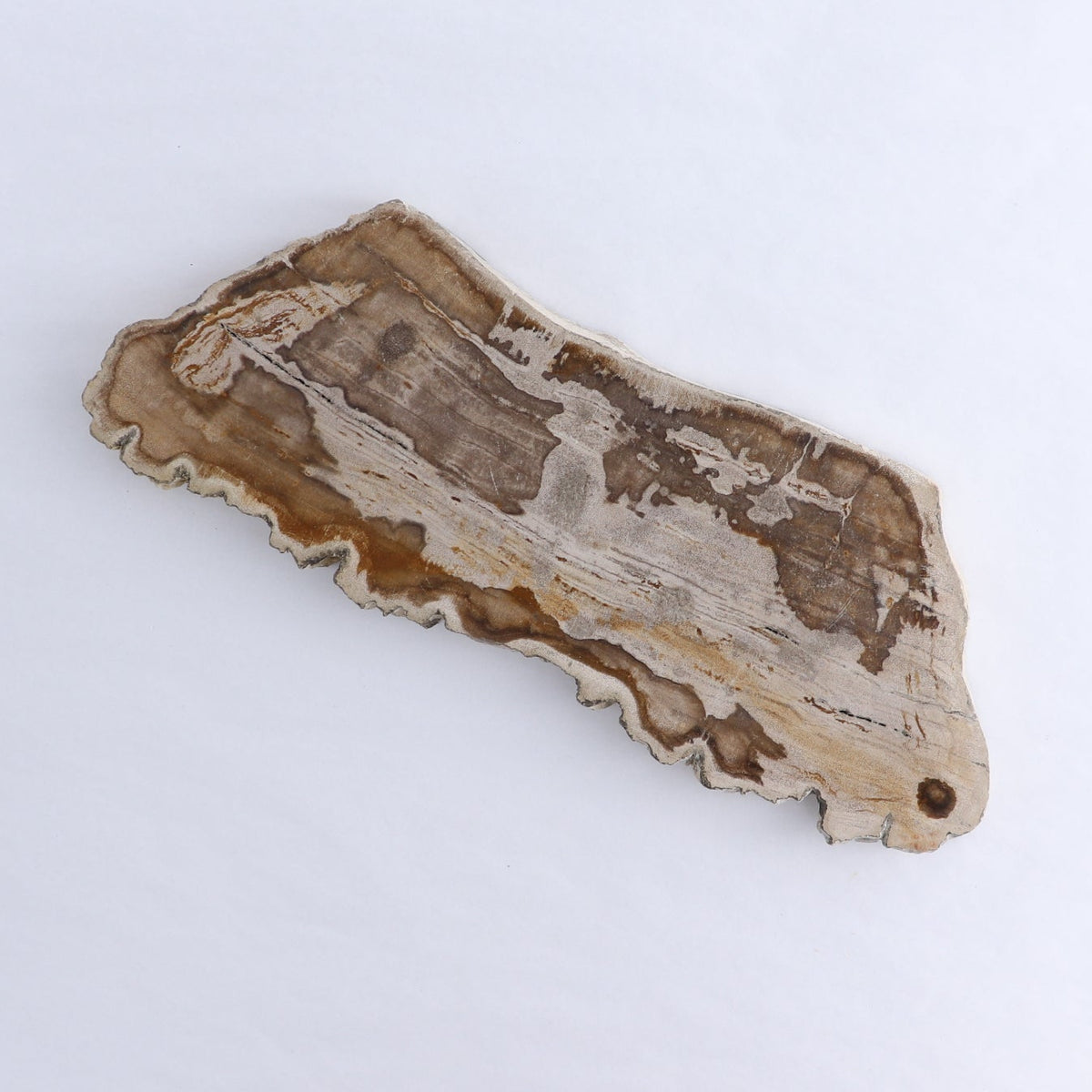Petrified Wood Slices & Slabs Set of 3