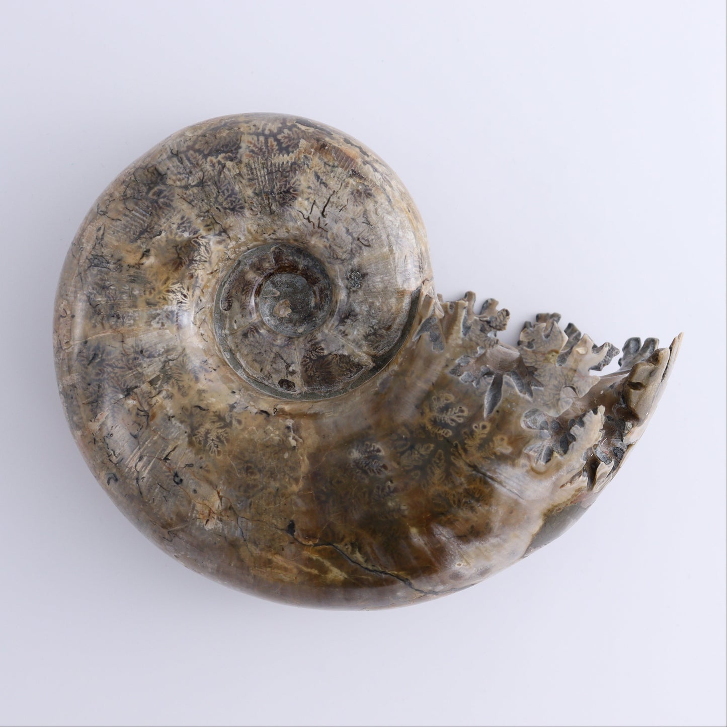 Ammonite Shell - Expert Wholesale and Supplier of Wholesale Crystals & Bulk Gemstones, ["Ammonite","shells"]