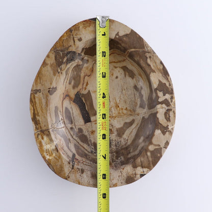 One Large Petrified Wood Brown Polished Bowl