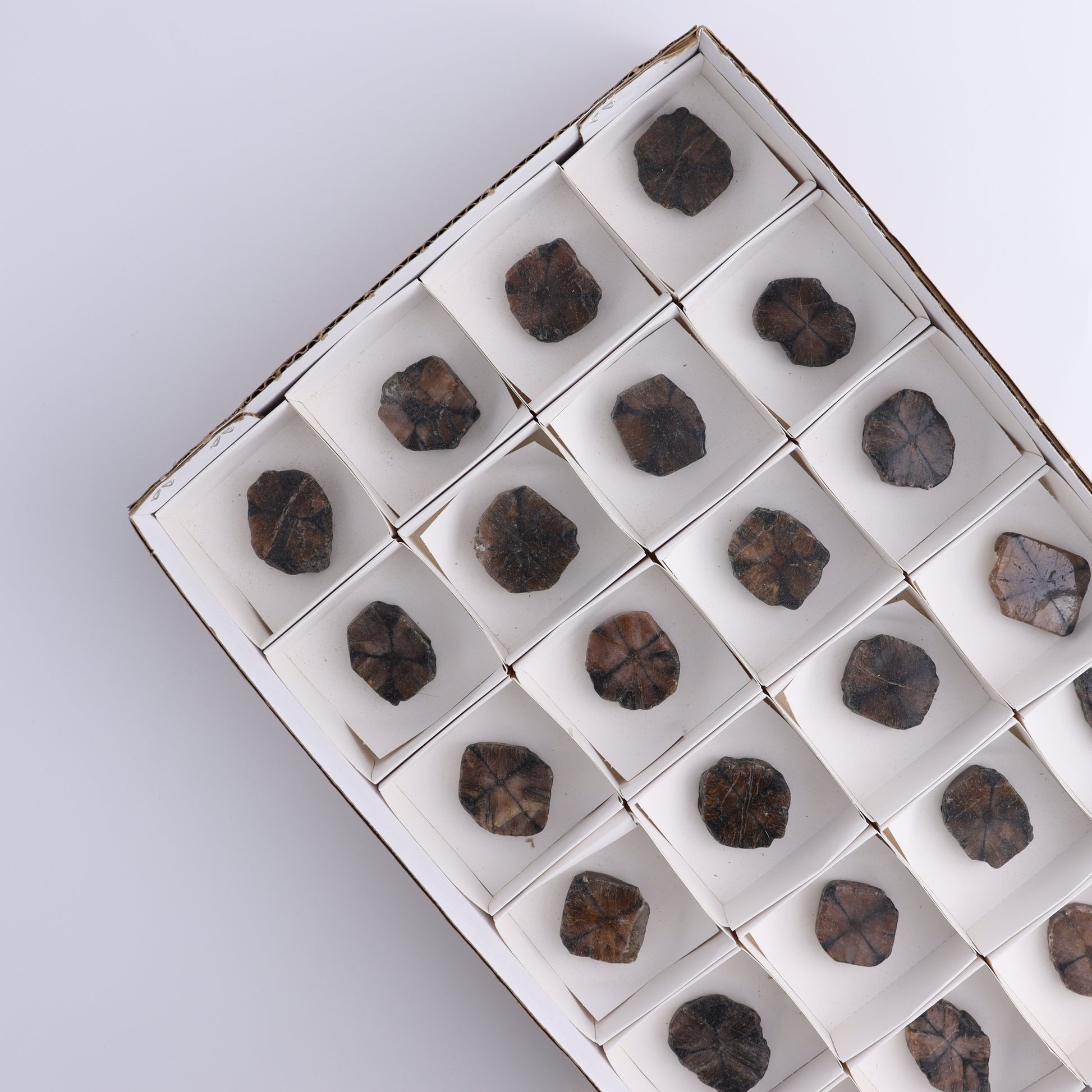 Chiastolite Flat of 24 - Expert Wholesale and Supplier of Wholesale Crystals & Bulk Gemstones, ["chiastolite","China","flat","Flats"]