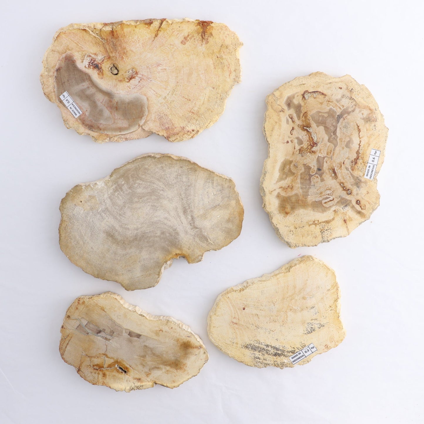 Petrified Wood Slices & Slabs Set of 5