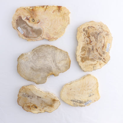 Petrified Wood Slices & Slabs Set of 5