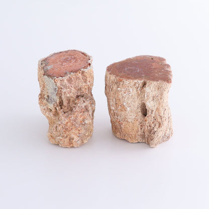 Petrified Wood Cut Bases Set of 8 - Expert Wholesale and Supplier of Wholesale Crystals & Bulk Gemstones, ["Cut Base","Petrified Wood"]