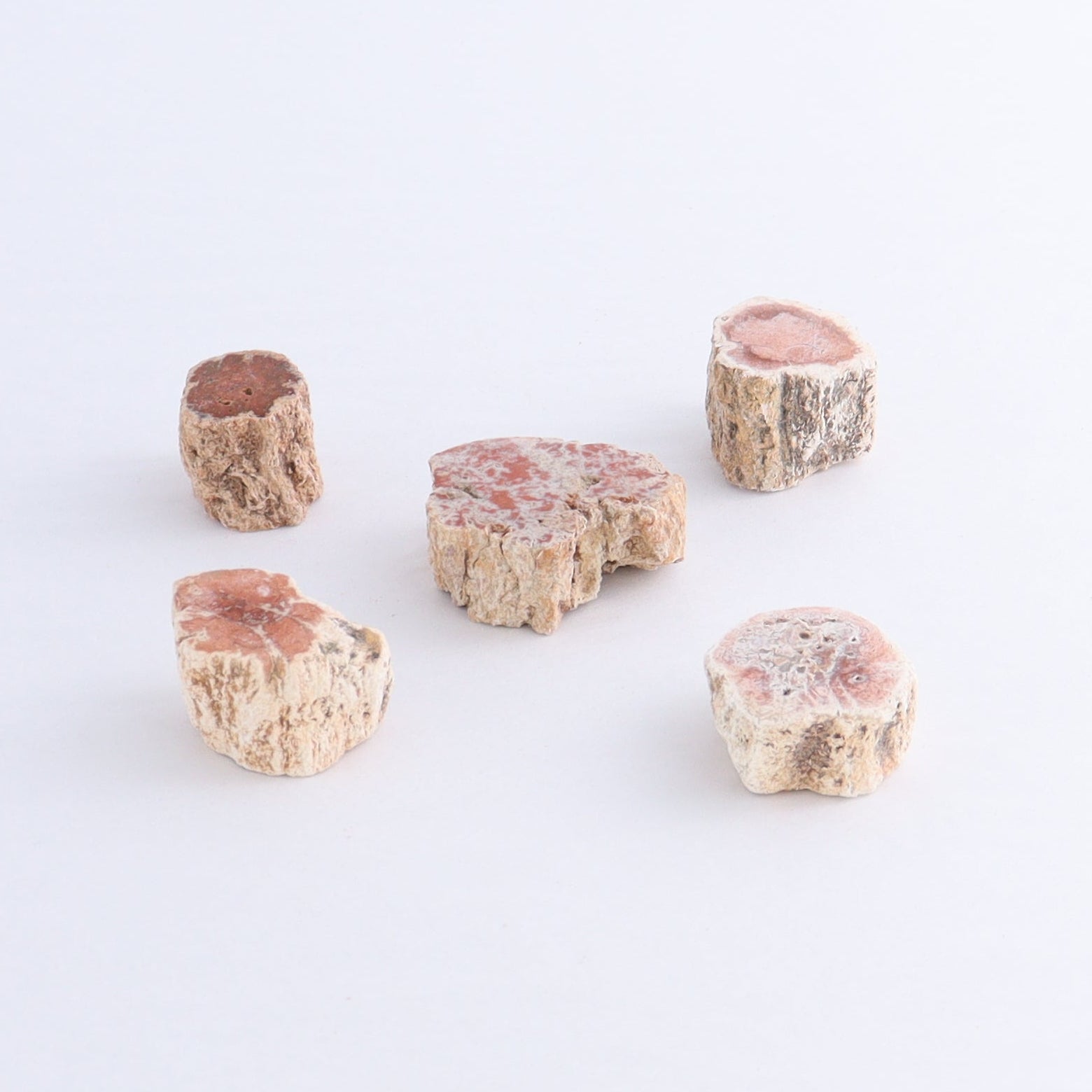 Petrified Wood Cut Bases Set of 30 - Expert Wholesale and Supplier of Wholesale Crystals & Bulk Gemstones, ["Cut Base","Petrified Wood"]