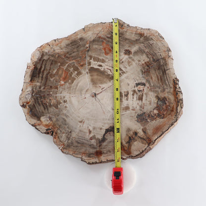 Petrified Wood Slab
