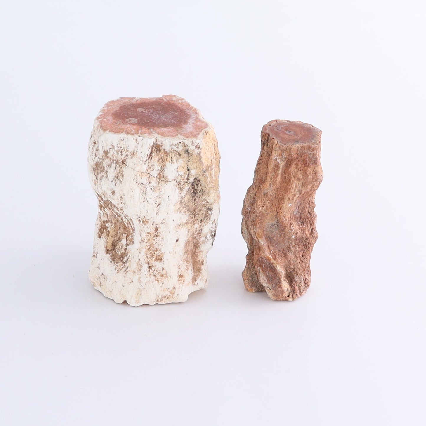 Petrified Wood Cut Bases Set of 8 - Expert Wholesale and Supplier of Wholesale Crystals & Bulk Gemstones, ["Cut Base","Petrified Wood"]