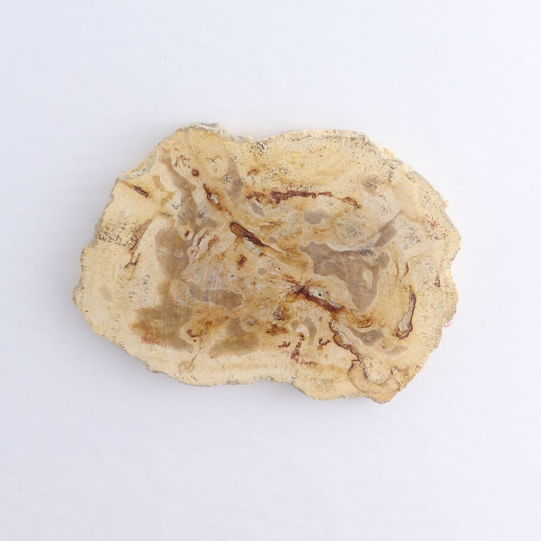 Petrified Wood Slices & Slabs Set of 5