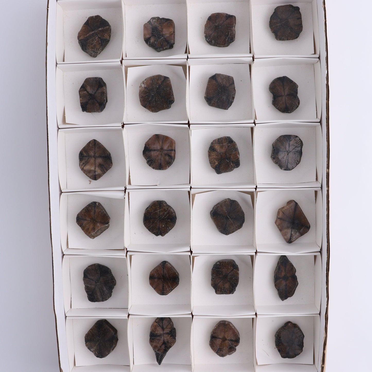 Chiastolite Flat of 24 - Expert Wholesale and Supplier of Wholesale Crystals & Bulk Gemstones, ["chiastolite","China","flat","Flats"]