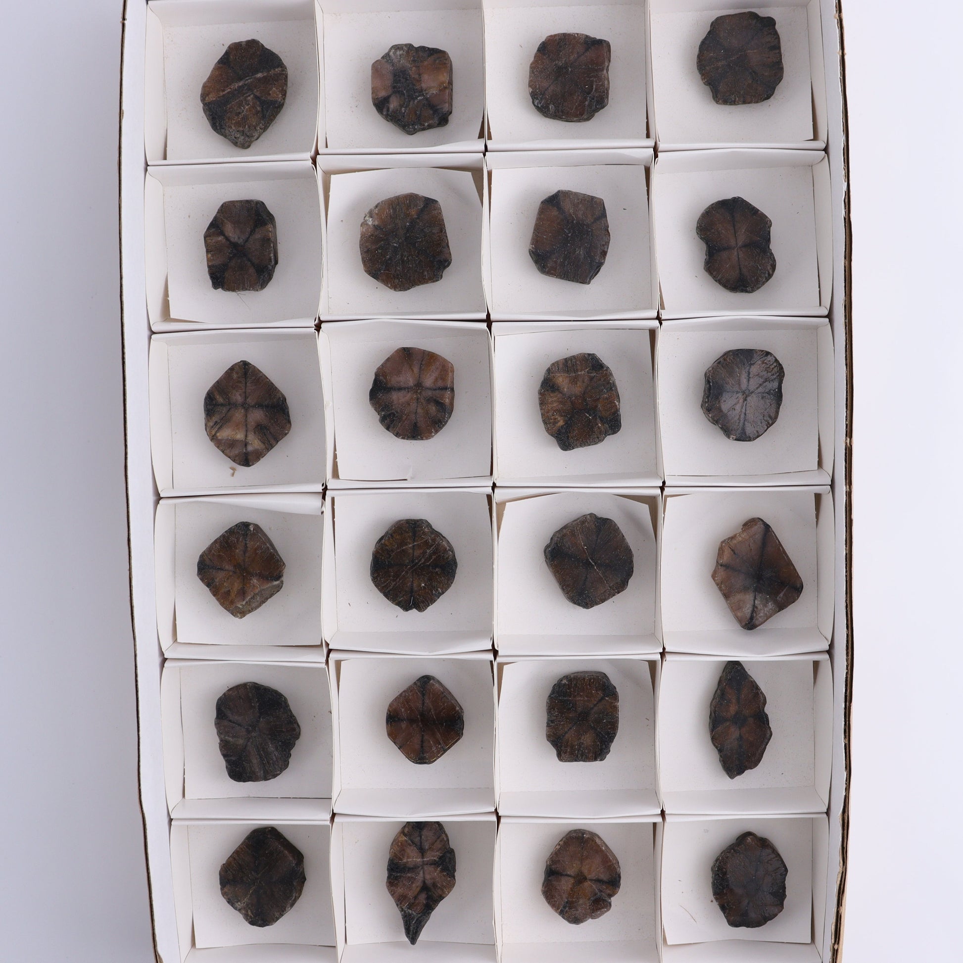 Chiastolite Flat of 24 - Expert Wholesale and Supplier of Wholesale Crystals & Bulk Gemstones, ["chiastolite","China","flat","Flats"]