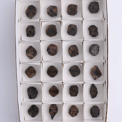 Chiastolite Flat of 24 - Expert Wholesale and Supplier of Wholesale Crystals & Bulk Gemstones, ["chiastolite","China","flat","Flats"]