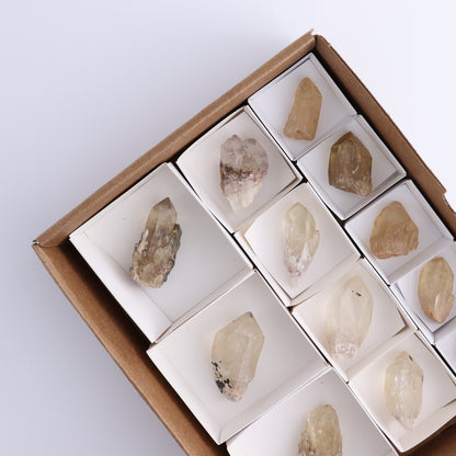 Congo Citrine Set of 12 - Expert Wholesale and Supplier of Wholesale Crystals & Bulk Gemstones, ["Citrine","Congo","Rough","Roughs"]