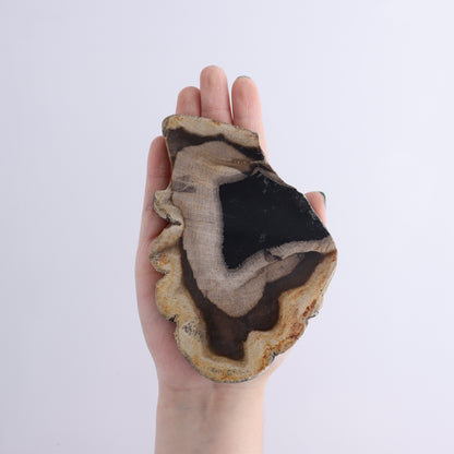Petrified Wood Slices & Slabs Set of 5 - Expert Wholesale and Supplier of Wholesale Crystals & Bulk Gemstones, ["Freeforms","Indonesia","Petrified Wood","Slices and Slabs"]