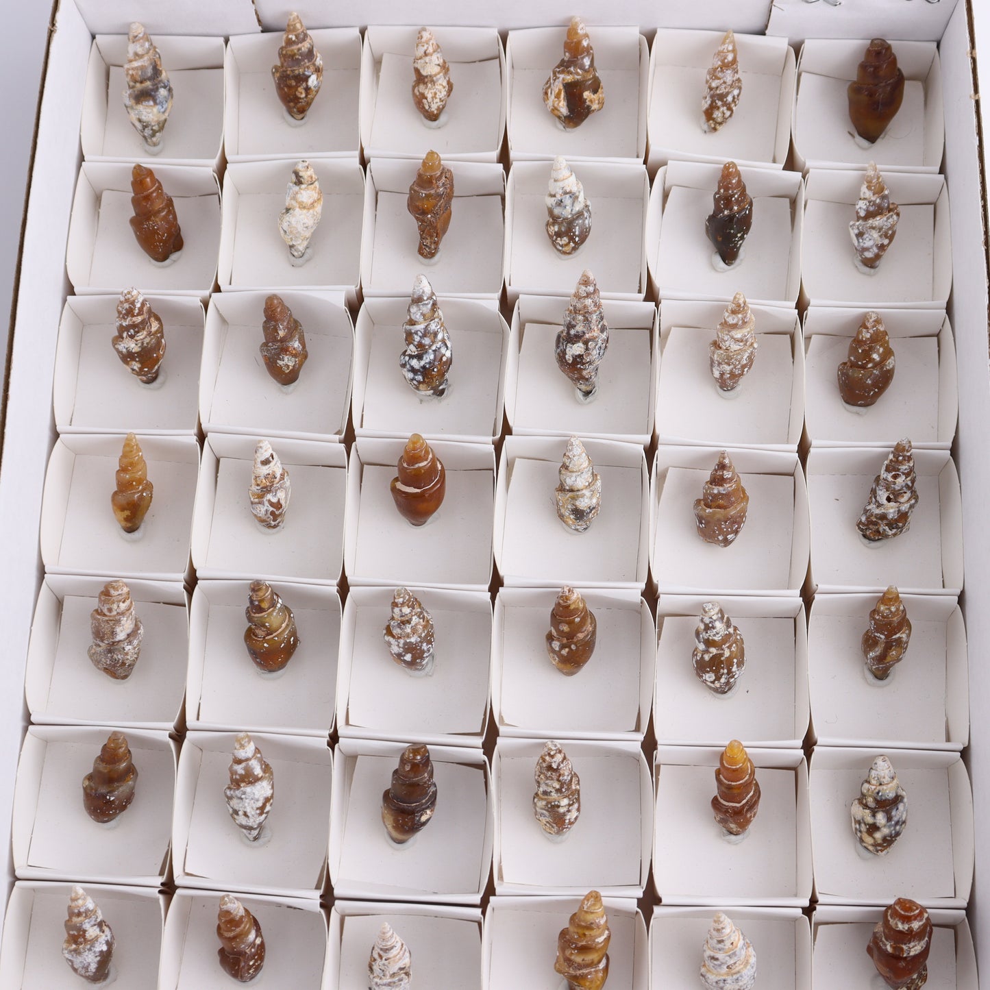 Agate-Replaced Shells Flat of 54 - Expert Wholesale and Supplier of Wholesale Crystals & Bulk Gemstones, ["Agate","Agate Shells","Morocco","shell","shells"]