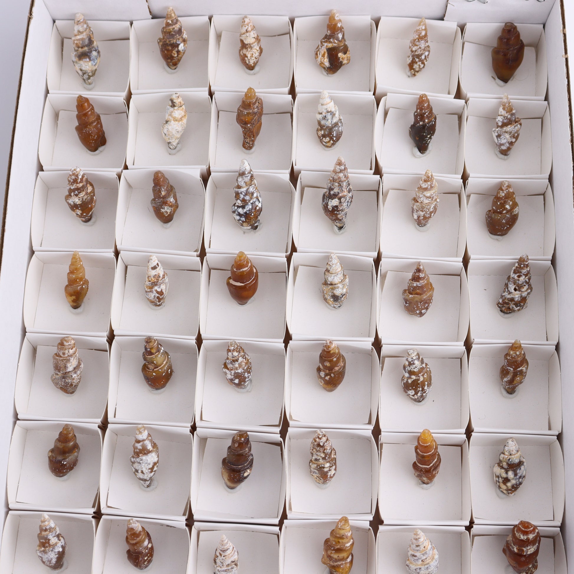 Agate-Replaced Shells Flat of 54 - Expert Wholesale and Supplier of Wholesale Crystals & Bulk Gemstones, ["Agate","Agate Shells","Morocco","shell","shells"]